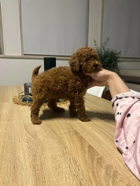 Barboncini toy  | Foto 2