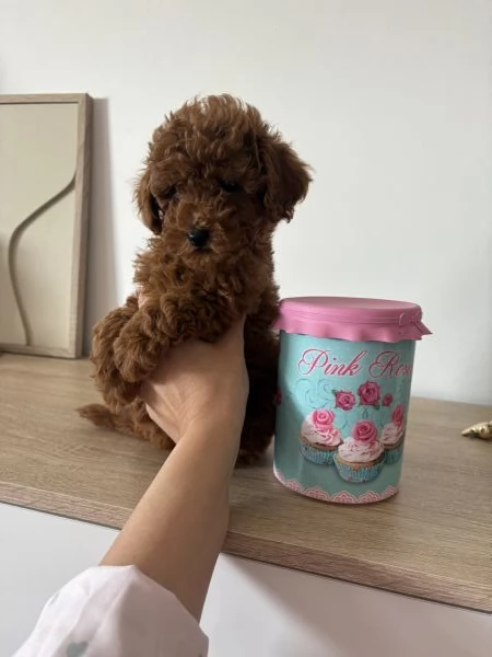 Barboncini toy  | Foto 1