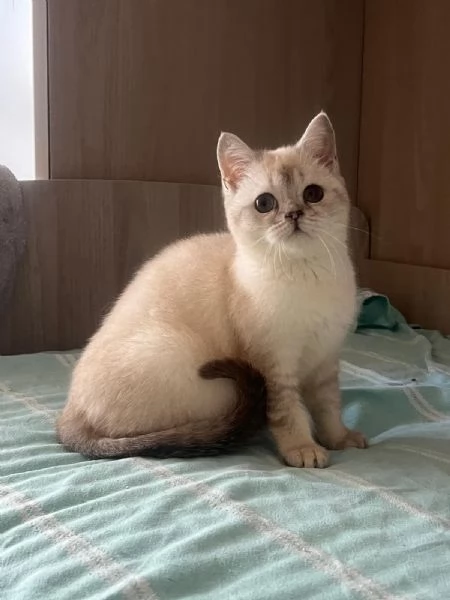 Gattini di razza scottish 