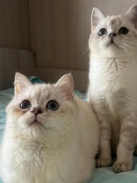 Gattini di razza scottish  | Foto 0