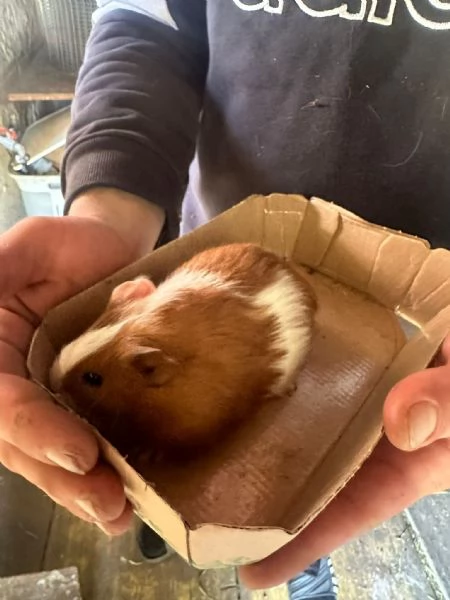 Porcellini D'India | Foto 2