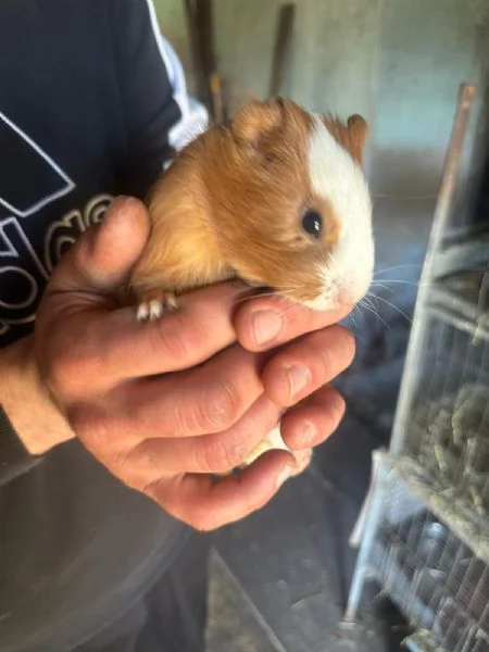 Porcellini D'India | Foto 1