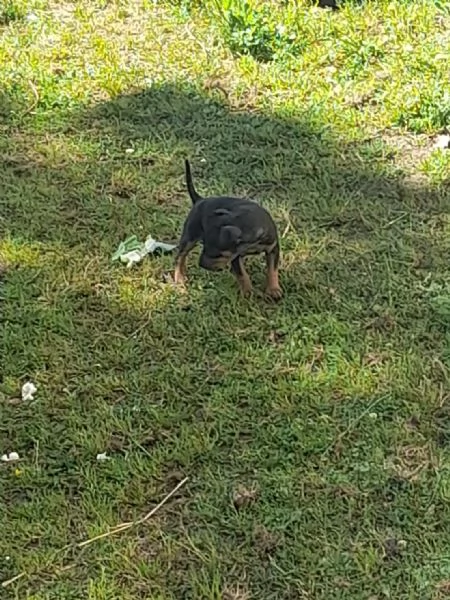 Cuccioli di razza Pincher 