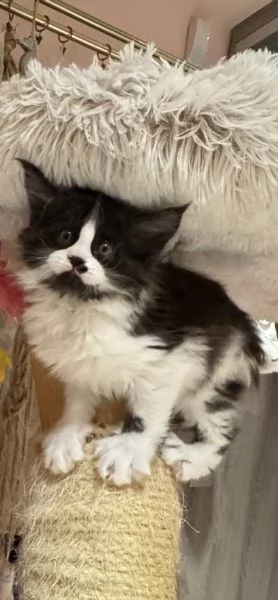 Ultimo cucciolo