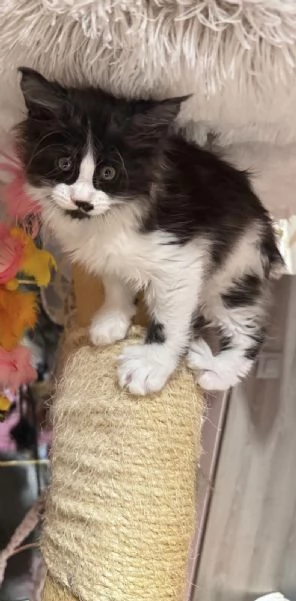 Ultimo cucciolo | Foto 1