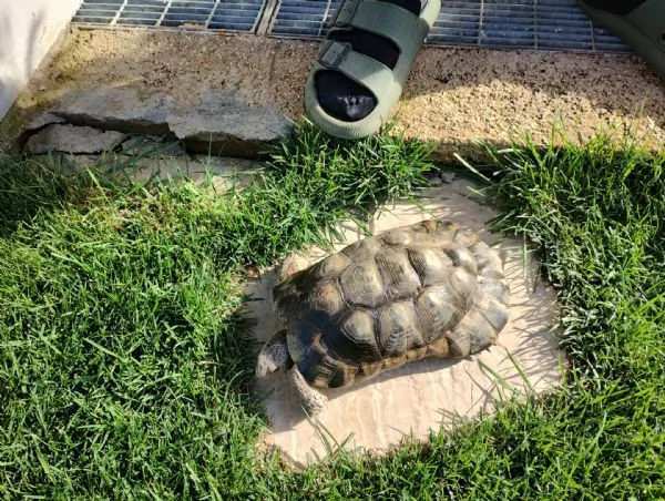 scambio Testudo Marginata Sarda