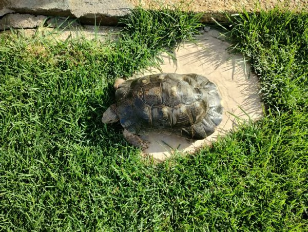 scambio Testudo Marginata Sarda | Foto 2