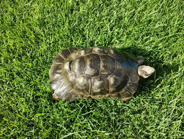 scambio Testudo Marginata Sarda | Foto 1