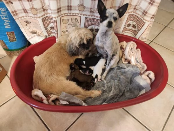 Cuccioli Shitsu, Pincer