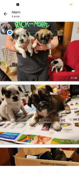 Cuccioli Shitsu, Pincer | Foto 2