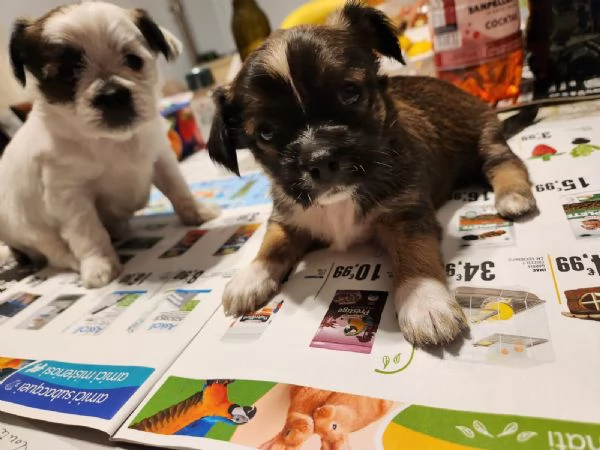 Cuccioli Shitsu, Pincer | Foto 1