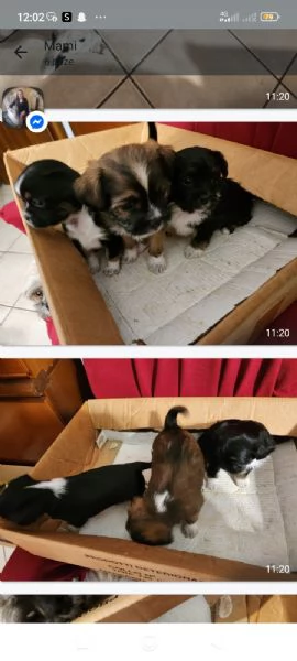 Cuccioli Shitsu, Pincer | Foto 0