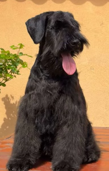 Cuccioli di Schnauzer Miniatura Neri | Foto 4