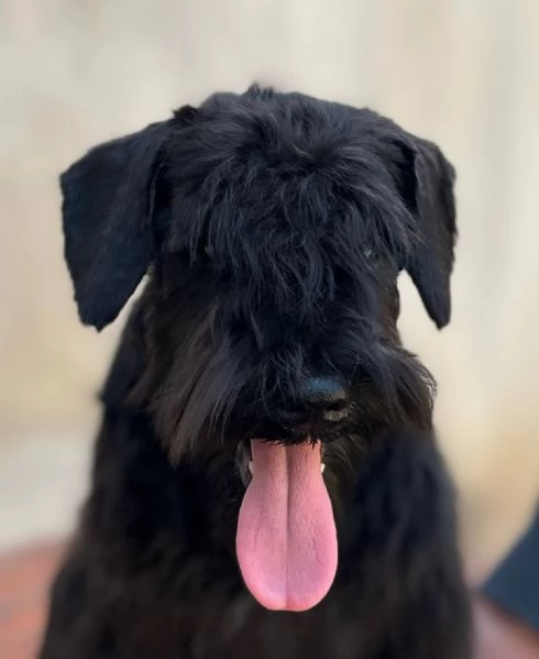 Cuccioli di Schnauzer Miniatura Neri