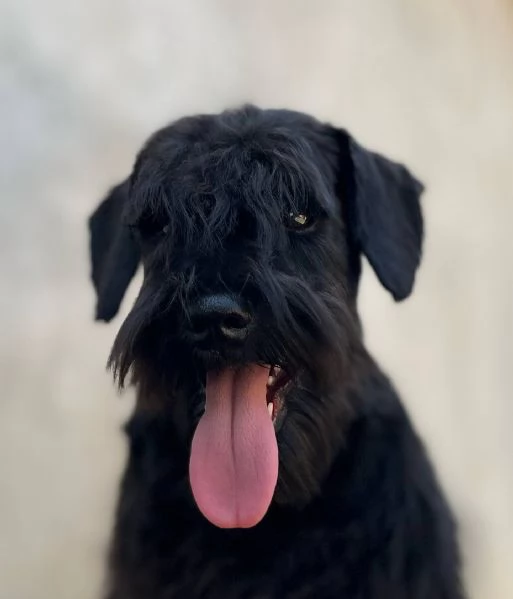 Cuccioli di Schnauzer Miniatura Neri | Foto 3