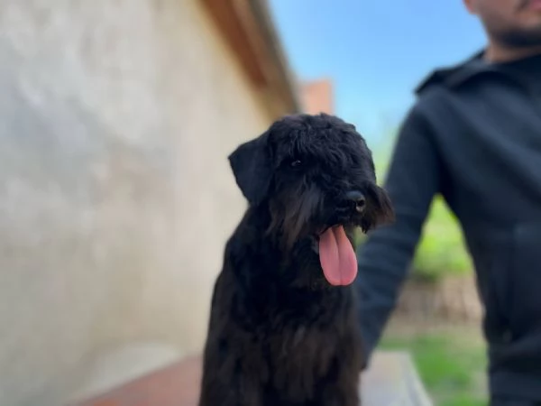 Cuccioli di Schnauzer Miniatura Neri | Foto 2