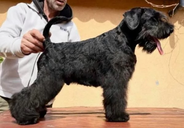 Cuccioli di Schnauzer Miniatura Neri | Foto 1