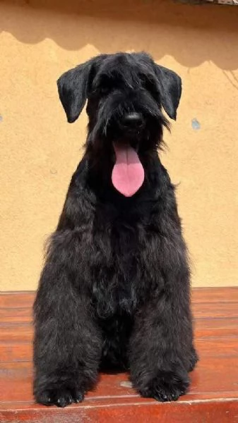 Cuccioli di Schnauzer Miniatura Neri | Foto 0