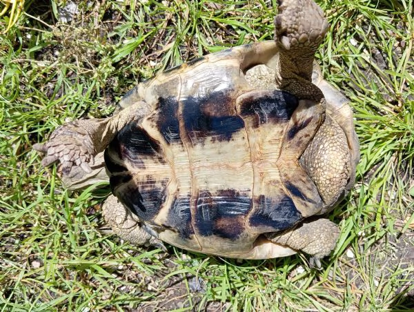 Tartaruga di terra Hermanni Boettgeri maschio di 13anni