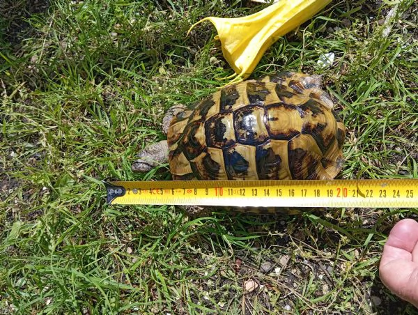 Tartaruga di terra Hermanni Boettgeri maschio di 13anni | Foto 2