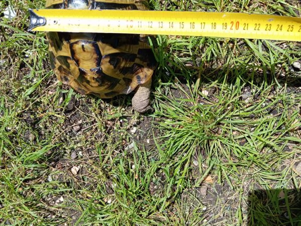 Tartaruga di terra Hermanni Boettgeri maschio di 13anni | Foto 1