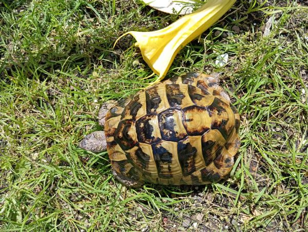 Tartaruga di terra Hermanni Boettgeri maschio di 13anni | Foto 0