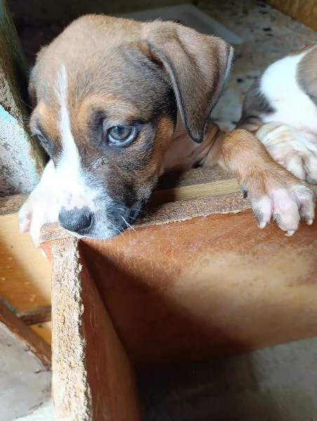 Cuccioli amstaff 