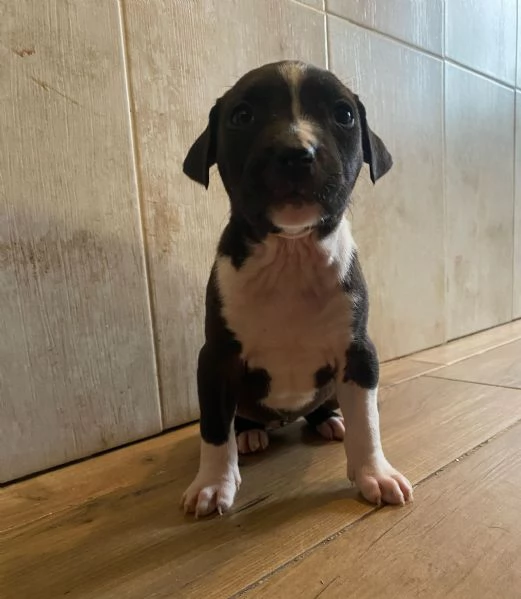 Cuccioli amstaff  | Foto 5