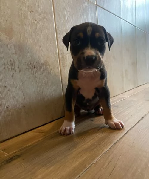 Cuccioli amstaff  | Foto 4