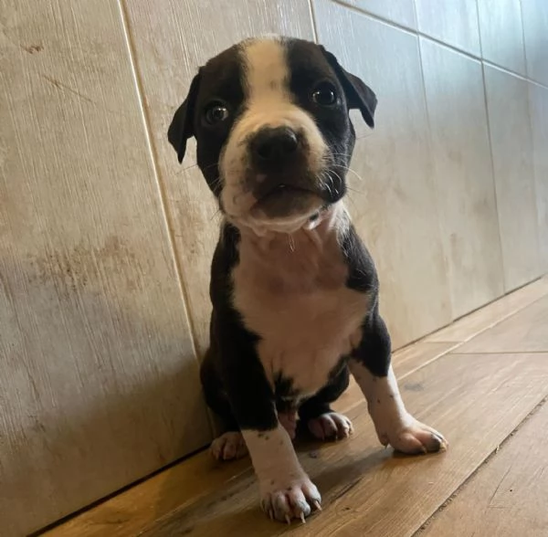 Cuccioli amstaff  | Foto 3