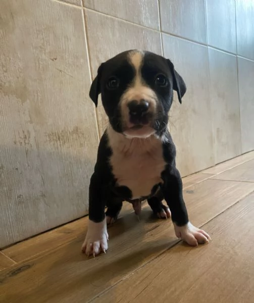 Cuccioli amstaff  | Foto 2