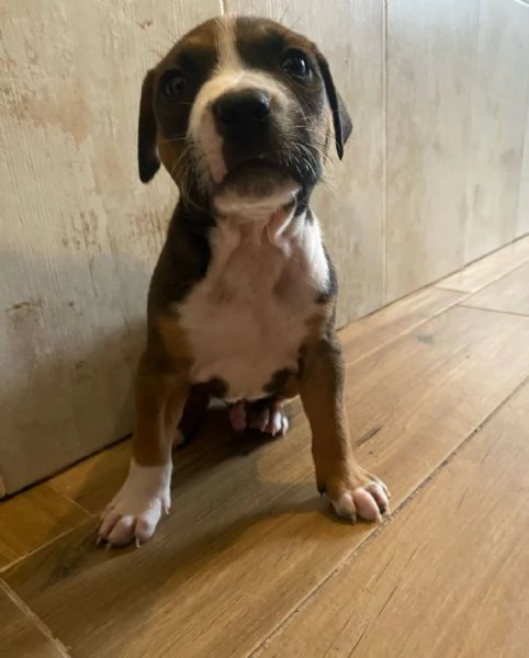 Cuccioli amstaff  | Foto 1