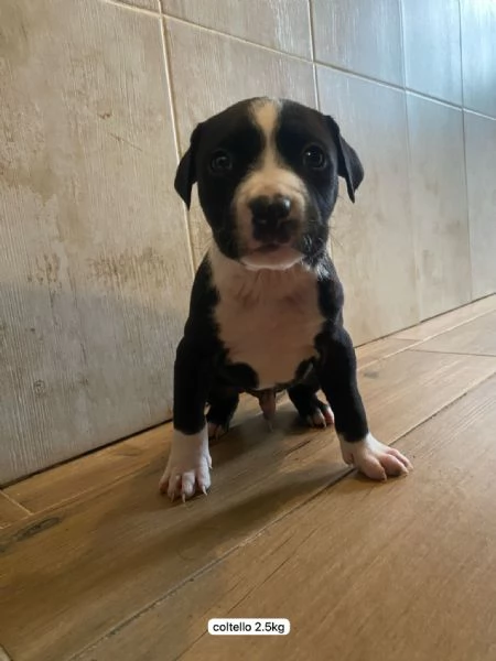 Cuccioli amstaff  | Foto 0