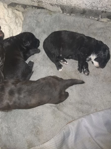 Disponibili a breve 3 cuccioli meticci simil-pitbull – Prenotazioni aperte!