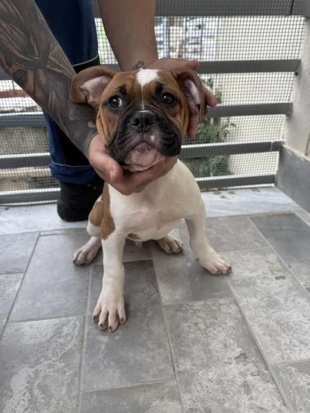 Bulldog americano | Foto 3