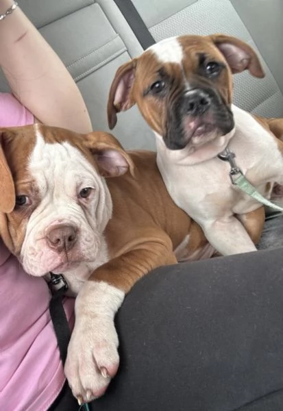 Bulldog americano | Foto 2