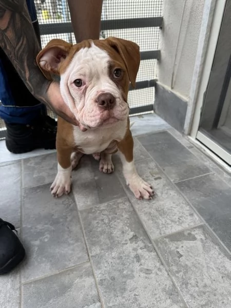 Bulldog americano | Foto 1