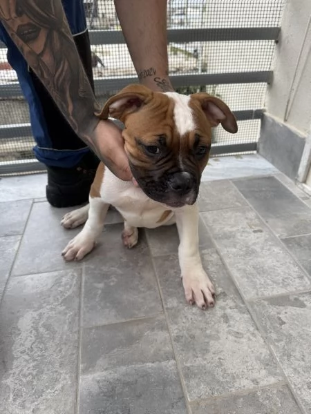 Bulldog americano | Foto 0