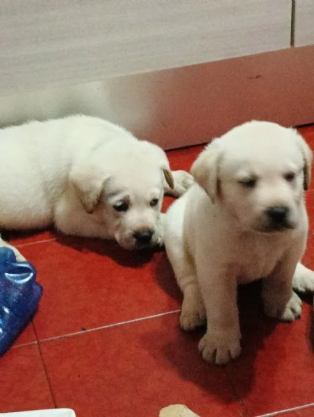 Labrador retriever  | Foto 5