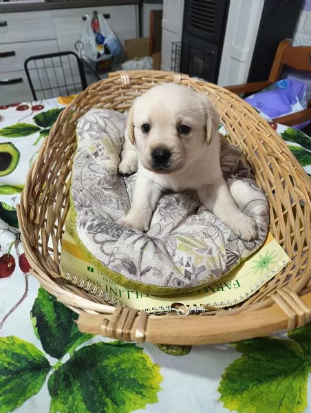 Labrador retriever  | Foto 4