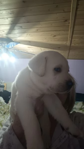 Labrador retriever  | Foto 3