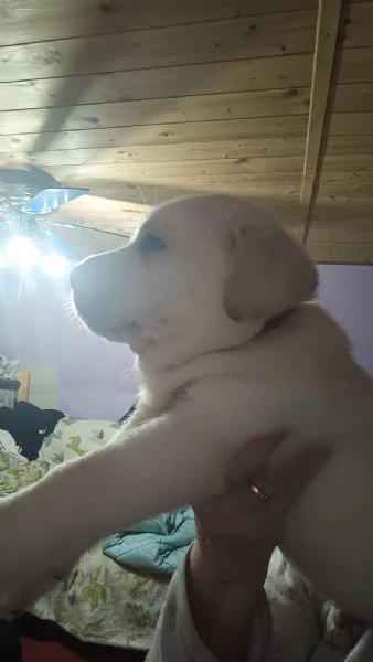 Labrador retriever  | Foto 2