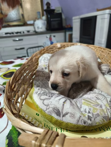 Labrador retriever  | Foto 1