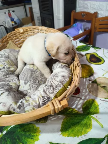 Labrador retriever  | Foto 0