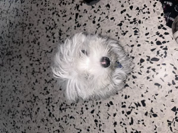 Maltese 