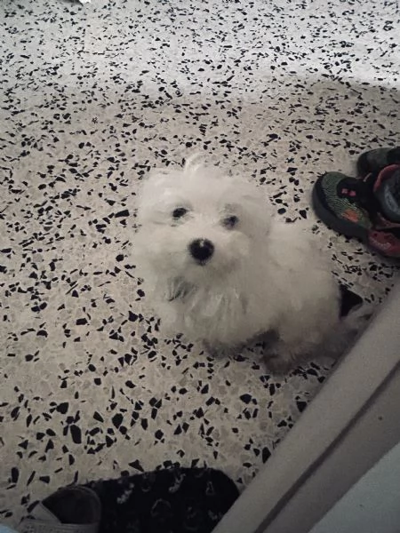 Maltese  | Foto 5