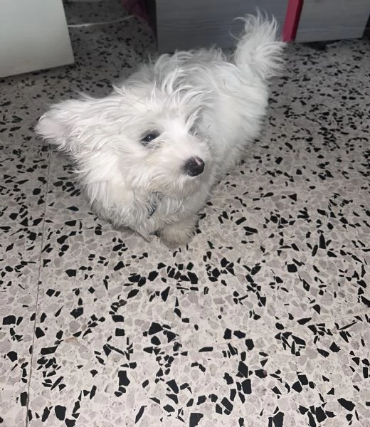 Maltese  | Foto 4