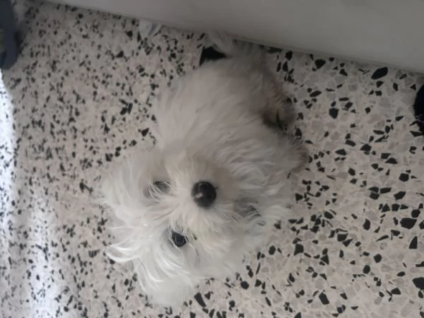 Maltese  | Foto 3