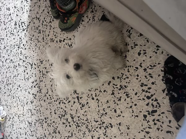 Maltese  | Foto 2
