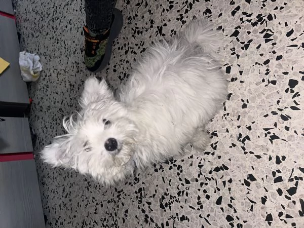 Maltese  | Foto 1